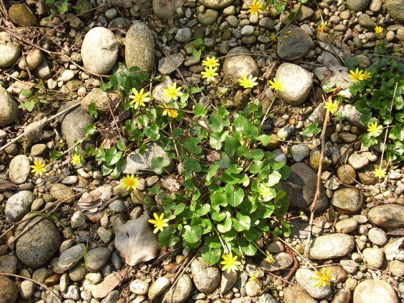 Parco del ticino 14.4.13